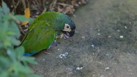 Blue-Winged Macaw Chewing On Stone 動画素材 168767843