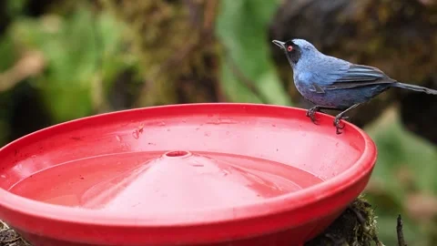 Blue-Winged Mountain Tanager Drinking from Feeder in Zuroloma Cloud Forest Stock-Footage 331081573