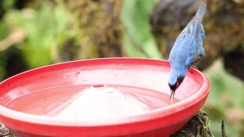Blue-Winged Mountain Tanager Drinks as Butterfly Lands at Zuroloma Stock-Footage 331081537