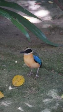 The Blue-Winged Pitta Stock Photos