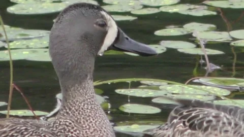 Blue Winged Teal Duck Close up Stock Footage 230021733