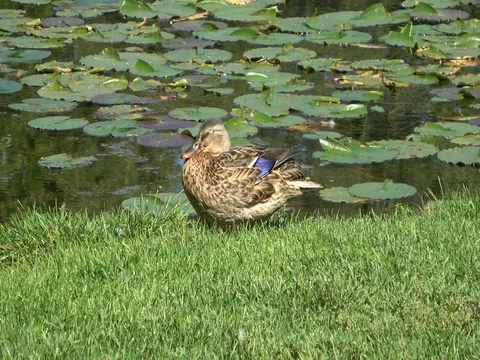 Blue-winged teal duck sitting on green grass. Wide view Video stock 80384126