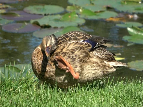 Blue-winged teal duck sitting on green grass. Close up Stock Footage 80384151