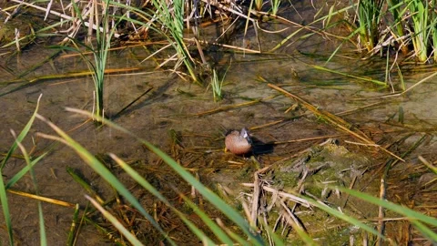 Blue-winged Teal duck, Spatula discors, flaps its wings to dry them. Stock Footage 140355388