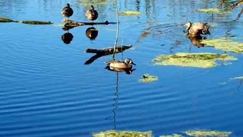 Blue-winged Teal duck, Spatula discors, on the blue water. Stock Footage 141017284