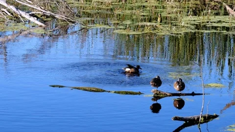 Blue-winged Teal ducks on the blue water of a pond on a sunny afternoon. Stock Footage 141343098