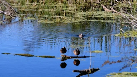 Blue-winged Teal ducks, Spatula discors, on the blue water of a small pond. Stock Footage 141841859