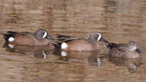 Blue-winged Teal Stock Footage 35194218