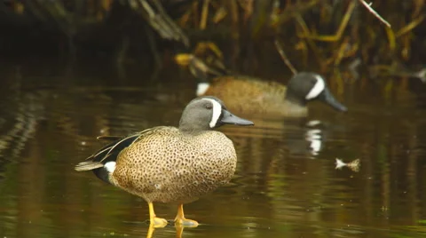 Blue-winged Teal Stock-Footage 61542368