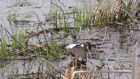 Blue  Winged  Teal Stock Footage 155852467