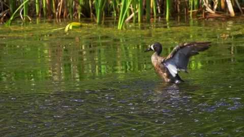 Blue-winged Teal Pair in Slow Motion on a Beautiful Canadian Lake in Summer Video stock 282227501