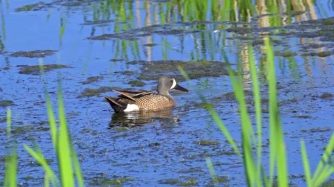 Blue-winged Teal Pair in Slow Motion on a Beautiful Canadian Lake in Summer Stockbeeldmateriaal 282229104