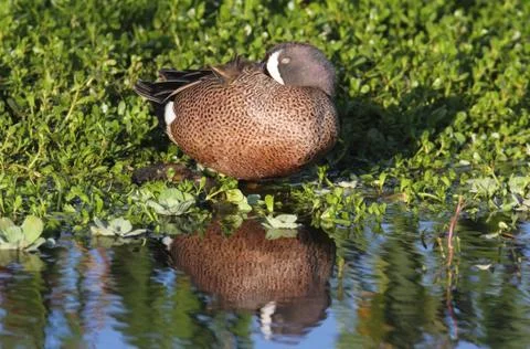 Blue-winged teal Stock Photos