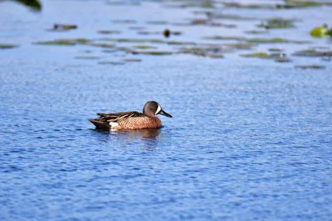 Blue-winged Teal Stock Photos