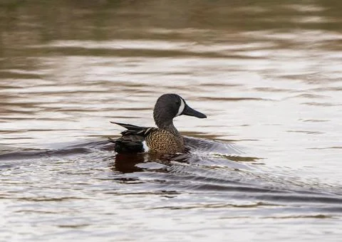 Blue Winged Teal Stock Photos