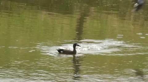 Blue winged teal swims while female teal takes off Stock Footage 11113581