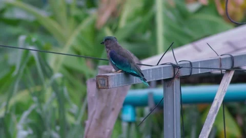 Blue-winged Visitor Resting on Metal Framework in Koh Samui Garden Video stock 342578082