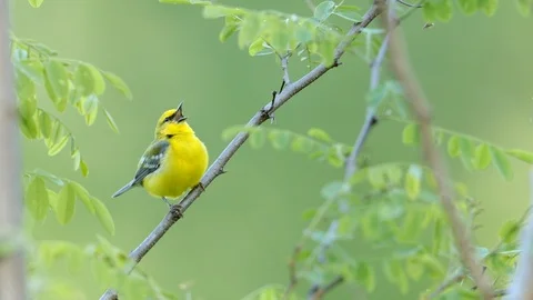 Blue-winged Warbler Video stock 119993378