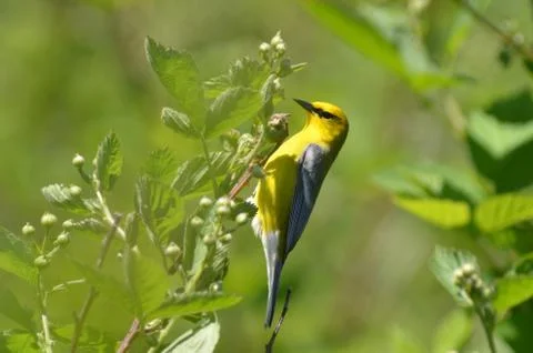 Blue-winged warbler Stock Photos