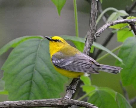 Blue-winged warbler2 Stock Photos