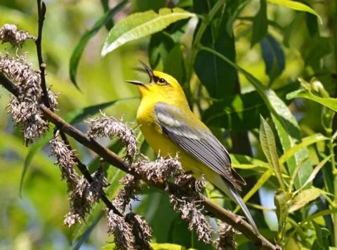 Blue-winged warbler3 Stock Photos
