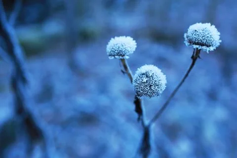 Blue winter prickle Stock Photos