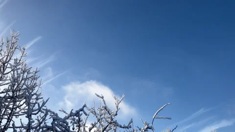 Blue winter sky and treetop branches covered in snow. Stock Footage 298875604