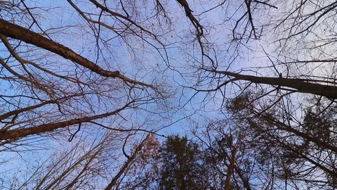 Blue winter sky through the leafless trees as the camera slowly spins. Stock Footage 120488862