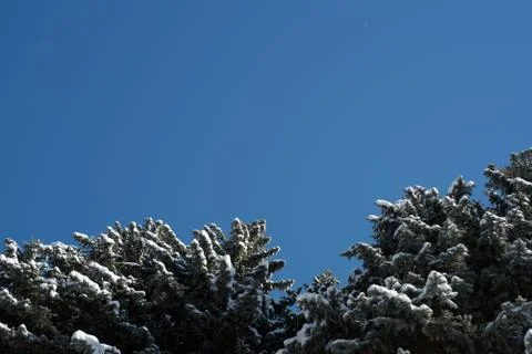 Blue winter sky without clouds and a pine fir tree with a dusting of light wi Stock Photos