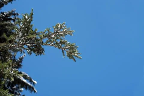 Blue winter sky without clouds and a pine fir tree with a dusting of light wi Stock Photos