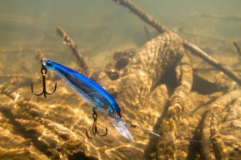 Blue wobbler on the background of the river bottom Stock Photos