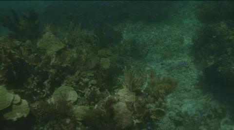 Blue Wrass on Reef Stock-Footage 290765