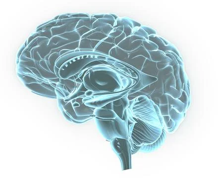 Blue X-ray image of human brain anatomy, 3-D sagittal section (side view, cross Stock Illustration