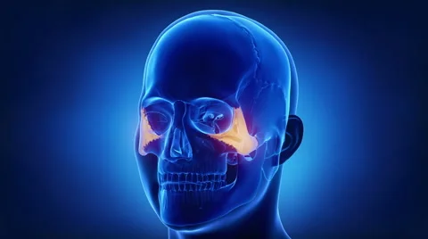 Blue x-ray skull animation - Zygomatic bone - Os zygomaticum Stock Footage 67986752