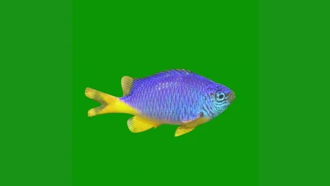Blue yellow fish green screen swimming animated chromakey background backgrounds Stock Footage 314064890