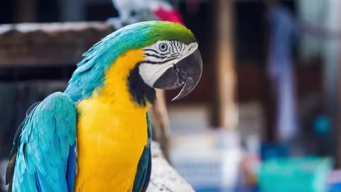Blue yellow golden macaw parrot. Ara ararauna Stock Footage
