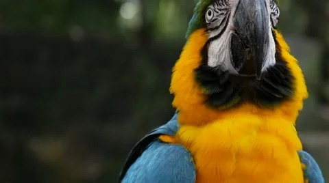 Blue Yellow Macaw (Also Know as Arara or Ararauna) in Brazil Stock Footage 64018942