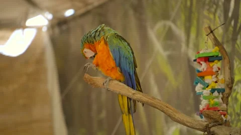 Blue yellow macaw cleaning itself Stock Footage 253442059