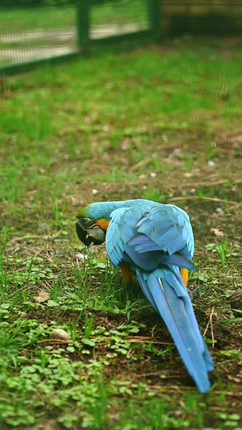 Blue-Yellow Macaw Parrot exotic tropical bird, walks through green grass, eats 스톡 동영상 331904604