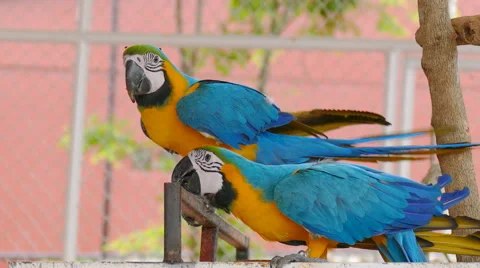 Blue yellow macaw parrot Stock Footage 64700472