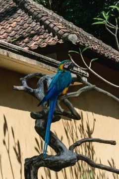 Blue-yellow Macaw parrot sitting on the branch in front of beige house Stock Photos