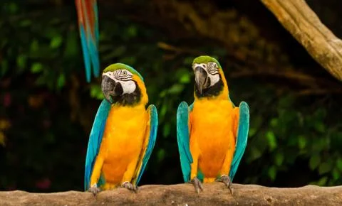 Blue-yellow macaw Stock Photos