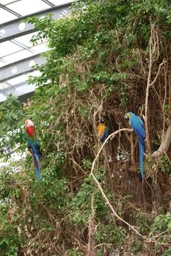 Blue yellow macaws Stock-Fotos