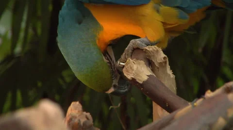Blue &amp; Yellow Parrot picking bark off a tree Stock Footage 49961904