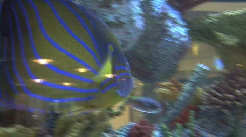 Blue & Yellow Tropical Fish Stock Footage
