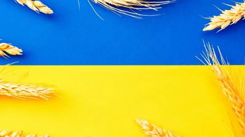 Blue yellow wheat grain background. Ukrainian symbol with wheat grain ear Stock Photos