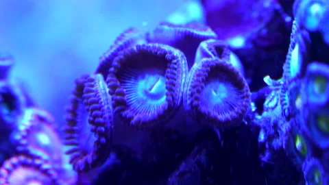 Blue zoanthid pulsing 4k 8sec. Stock Footage 293349696