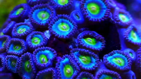 Blue Zoanthid time lapse 4k 6sec Stock-Footage 293344185