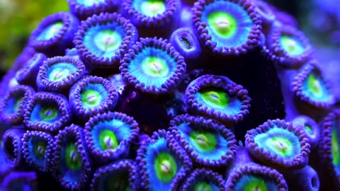 Blue zoanthid time lapse 4k 4sec. Stock-Footage 293349685