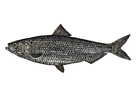 Blueback Herring Vector Illustration Stock Illustration